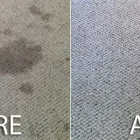 Business 8 image CARPET CLEANING DANDENONG Carpet Cleaning & Protection in Dandenong VIC