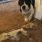 Business 1 image CARPET REPAIR PERTH Carpet Repair in Perth WA