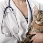 Business 2 image CATS R US Pet Care in Officer VIC