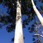 Business 2 image CHIP OFF THE OLD BLOCK Tree & Stump Removal Services in Balmoral QLD