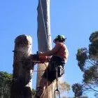 Business 3 image CHIP OFF THE OLD BLOCK Tree & Stump Removal Services in Balmoral QLD
