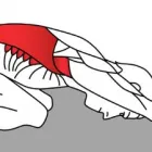 Business 5 image CITY PHYSIOTHERAPY & SPORTS INJURY CLINIC Remedial Massage Therapy in Adelaide SA