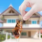 Business 1 image COCKROACH PEST CONTROL ADELAIDE Pest Inspection in Adelaide SA