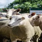 Business 1 image CORCORAN PARKER Wodonga Special Store Cattle Sale in Wodonga VIC