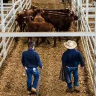 Business 2 image CORCORAN PARKER Wodonga Special Store Cattle Sale in Wodonga VIC