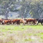 Business 3 image CORCORAN PARKER Wodonga Special Store Cattle Sale in Wodonga VIC