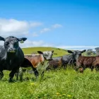 Business 6 image CORCORAN PARKER Wodonga Special Store Cattle Sale in Wodonga VIC