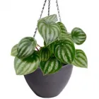 Business 3 image DESIGNER POTS Pots--Garden in Melbourne VIC