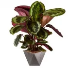 Business 5 image DESIGNER POTS Pots--Garden in Melbourne VIC