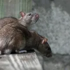 Business 2 image DETAIL PEST CONTROL Termite Control in Adelaide SA