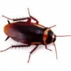Business 1 image DETECTA PEST Pest Control Companies in Coffs Harbour NSW