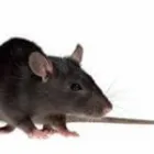 Business 2 image DETECTA PEST Pest Control Companies in Coffs Harbour NSW