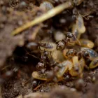 Business 3 image DETECTA PEST Pest Control Companies in Coffs Harbour NSW