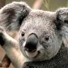 Business 4 image DINGO TRAVEL Tourist Attractions & Information in Sydney NSW