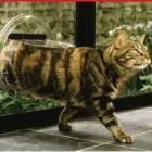 Business 1 image DOG AND CAT DOORS Pet Doors Installation in Sydney NSW
