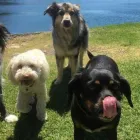 Business 1 image DOG WALKER SUTHERLAND SHIRE Doggy Daycare Upper North Shore in Forest Lodge NSW