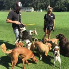 Business 2 image DOG WALKER SUTHERLAND SHIRE Doggy Daycare Upper North Shore in Forest Lodge NSW