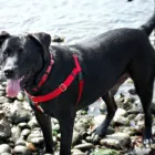 Business 1 image DOGSHARE - DOG ADOPTION & CARE SERVICE Reciprocal Dog Walking in Thornbury VIC