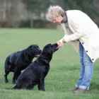 Business 3 image DOGSHARE - DOG ADOPTION & CARE SERVICE Reciprocal Dog Walking in Thornbury VIC