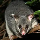 Business 1 image DUDES POSSUM REMOVAL MELBOURNE Pest Management in Melbourne VIC