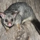 Business 2 image DUDES POSSUM REMOVAL MELBOURNE Pest Management in Melbourne VIC