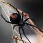 Business 1 image ECOGUARD TERMITE AND PEST MANAGEMENT Wasp Pest Control in Maylands WA