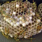 Business 2 image ECOGUARD TERMITE AND PEST MANAGEMENT Wasp Pest Control in Maylands WA