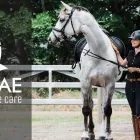 Business 2 image EQUIDAE BOTANICAL HORSE CARE seedy toe treatment in Brendale QLD