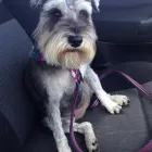 Business 1 image FANTASTIC FUR DOG GROOMING Pet Supplies & Pet Food in Beechboro WA