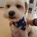 Business 1 image FANTASTIC FUR DOG GROOMING Vaccinations in Beechboro WA