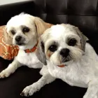 Business 2 image FANTASTIC FUR DOG GROOMING Pet Supplies & Pet Food in Beechboro WA