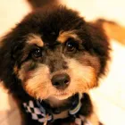 Business 3 image FANTASTIC FUR DOG GROOMING Pet Supplies & Pet Food in Beechboro WA