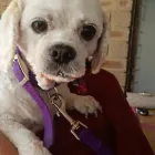 Business 4 image FANTASTIC FUR DOG GROOMING Pet Supplies & Pet Food in Beechboro WA