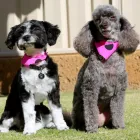 Business 5 image FANTASTIC FUR DOG GROOMING Pet Supplies & Pet Food in Beechboro WA