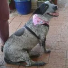 Business 6 image FANTASTIC FUR DOG GROOMING Pet Supplies & Pet Food in Beechboro WA