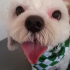 Business 7 image FANTASTIC FUR DOG GROOMING Pet Supplies & Pet Food in Beechboro WA