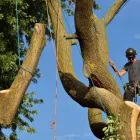 Business 1 image FARACHE TREE AND RUBBISH REMOVAL SERVICES Gardeners in Sydney NSW