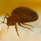 Business 6 image FAST PEST CONTROL ADELAIDE Pest Management in Adelaide SA