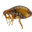 Business 12 image FAST PEST CONTROL ADELAIDE Pest Management in Adelaide SA