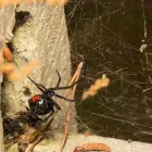 Business 3 image FAST PEST CONTROL PERTH Pest Management in Perth WA