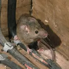 Business 4 image FAST PEST CONTROL PERTH Pest Management in Perth WA