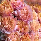 Business 3 image FLOWERSMELBOURNECITY Wedding Flowers in Melbourne VIC