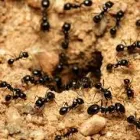 Business 1 image FRONT LINE ANT CONTROL MELBOURNE White Ant Control in Melbourne VIC
