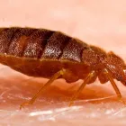 Business 1 image FRONT LINE BED BUG CONTROL MELBOURNE bed bug removal in Melbourne VIC