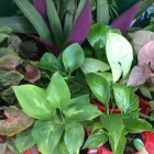 Business 3 image GARDENER'S TREASURES Nurseries-Retail in Adelaide SA