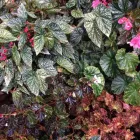 Business 4 image GARDENER'S TREASURES Nurseries-Retail in Adelaide SA