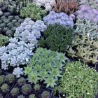 Business 5 image GARDENER'S TREASURES Nurseries-Retail in Adelaide SA
