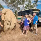 Business 11 image GEKO ENT PTY LTD Tourist Information Center in Cairns QLD