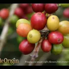 Business 3 image GENOVESE COFFEE Coffee Roasters in Bungalow QLD