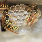 Business 2 image GOODE WASP CONTROL MELBOURNE Pest Removal in Melbourne VIC